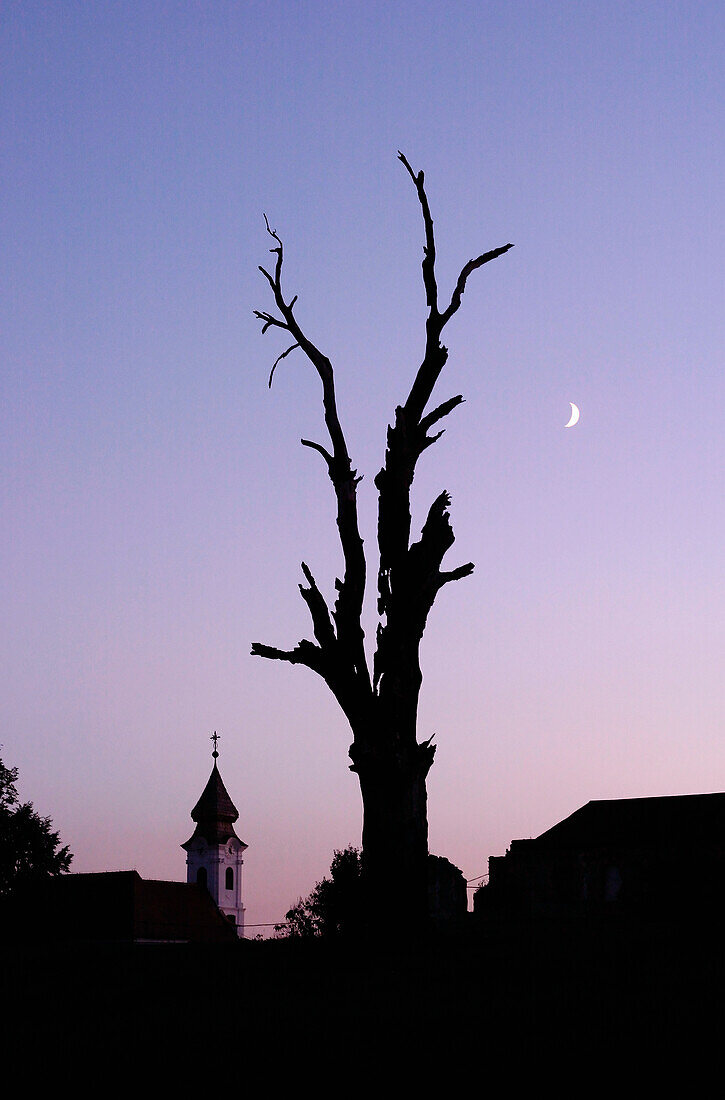 Kroatien, Vukovar, Silhouette des toten Baumes in der Abenddämmerung