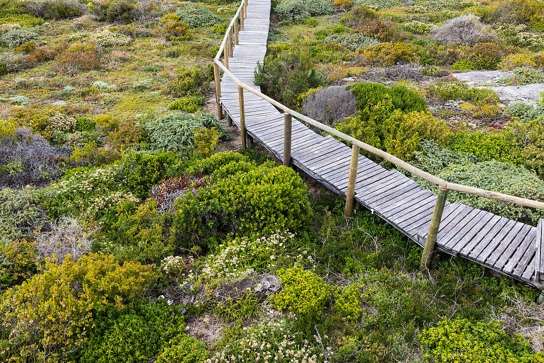 Südafrika, Western Cape, Holzbrücke in Lekkerwater Nature Reserve