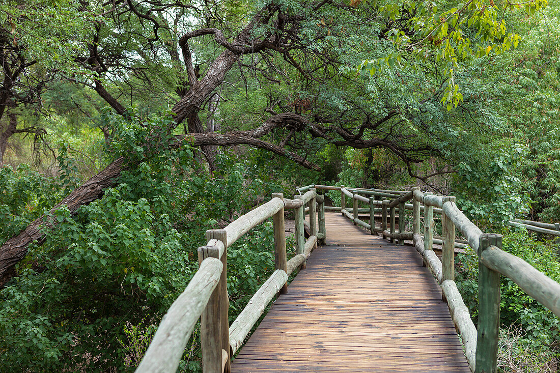 Africa, Namibia, Wooden walkway in Nambwa River Lodge