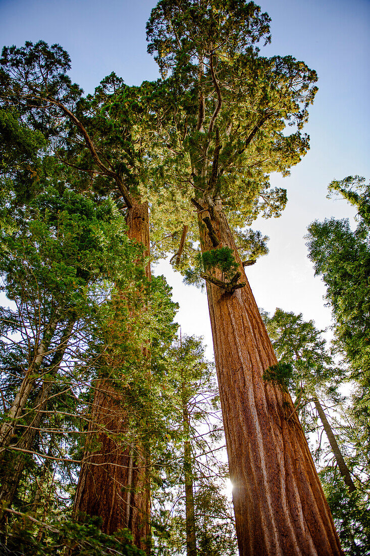 Usa, Kalifornien, Low Angle View von Mammutbäumen gegen den klaren Himmel