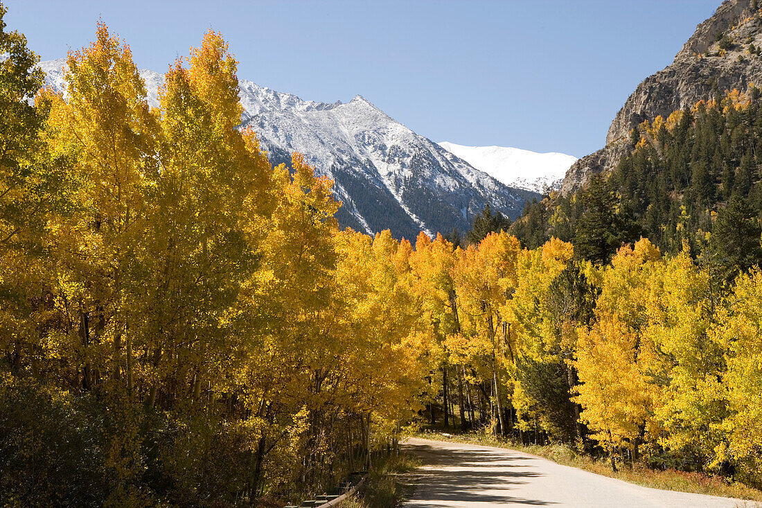 USA, Colorado, Aspen , Yellow Aspen trees in mountains in autumn