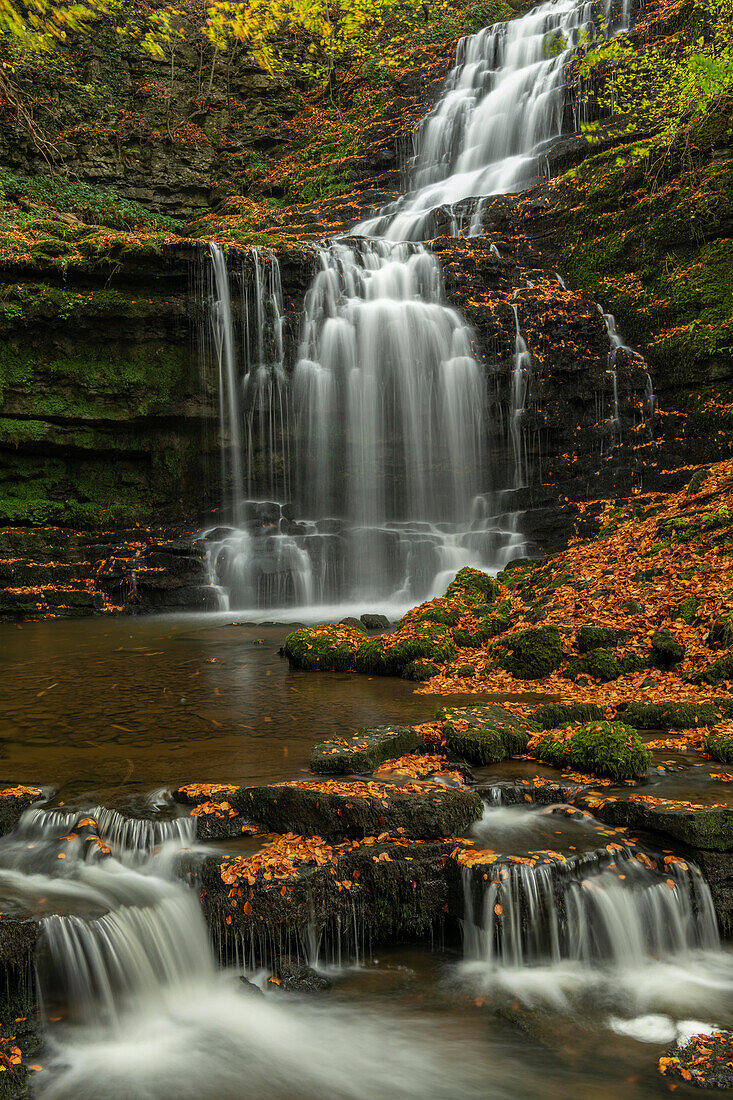 Scaleber Force waterfall in autumn, Yorkshire Dales National Park, North Yorkshire, England, United Kingdom, Europe