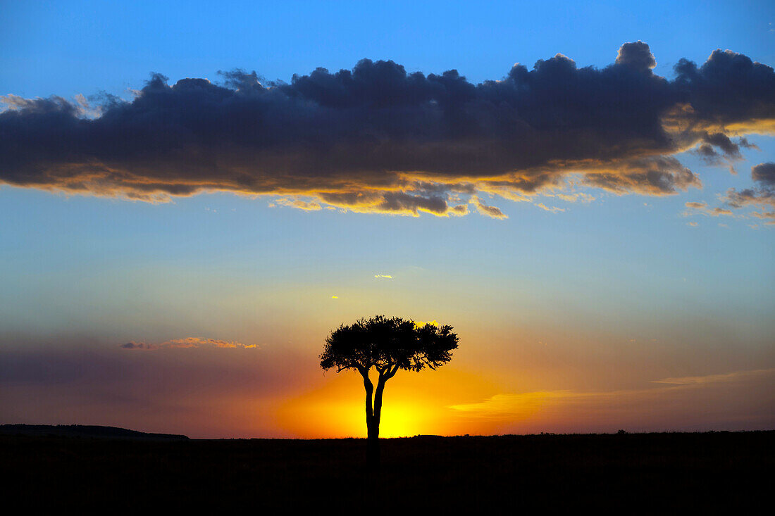 Afrikanischer Baum bei Sonnenuntergang, Masai Mara National Reserve, Kenia, Ostafrika, Afrika