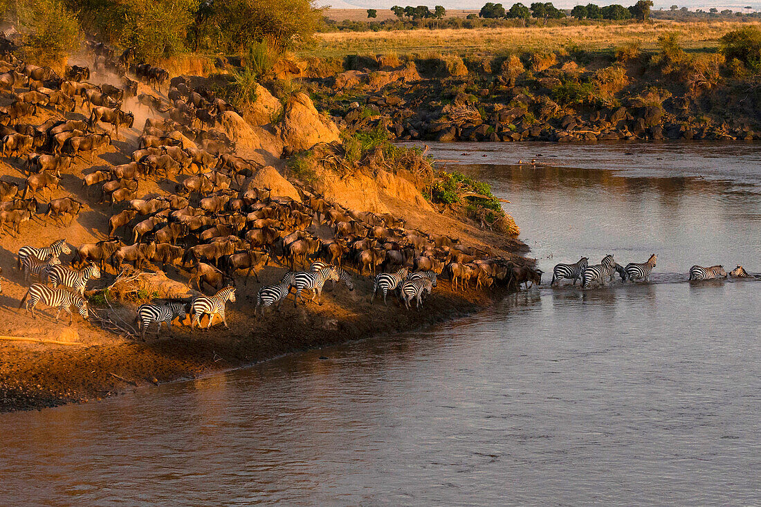 Migratory blue wildebeest (Connochaetes taurinus) crossing the Mara River, Masai Mara National Reserve, Kenya, East Africa, Africa