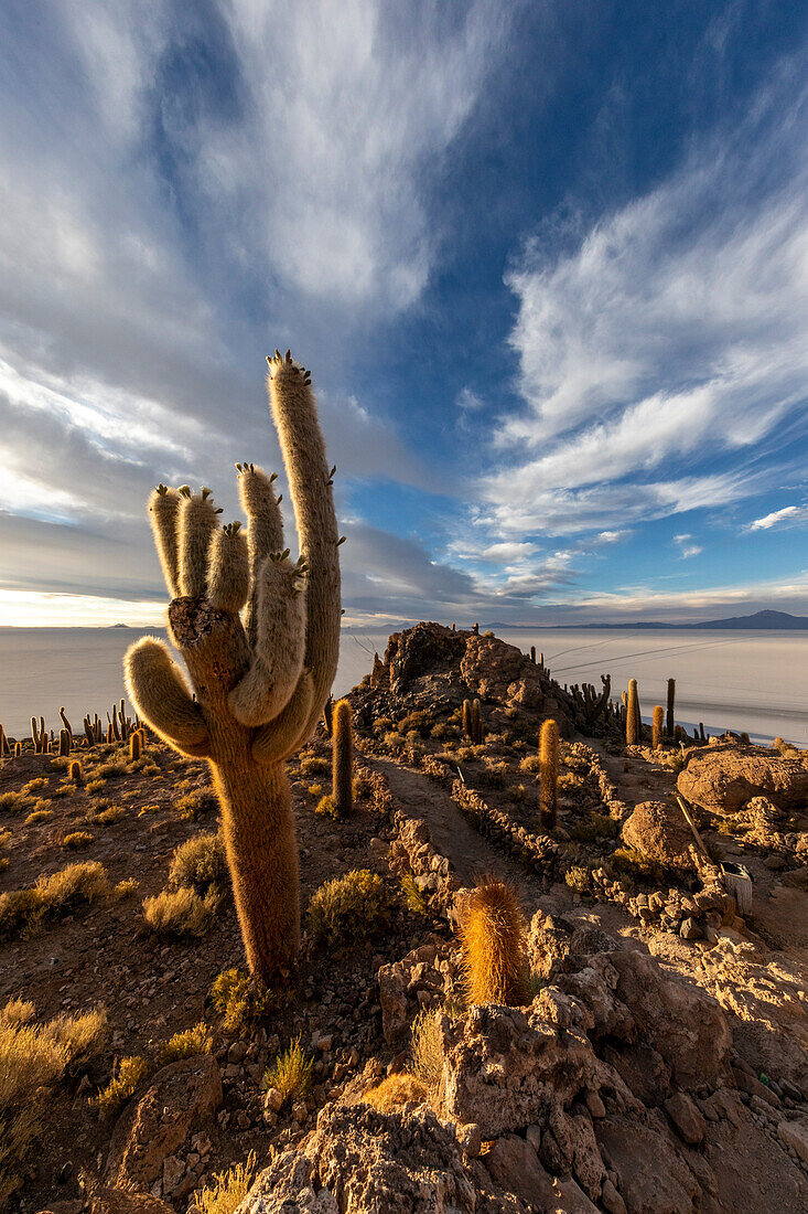 Ein Wald aus riesigen Cardon-Kakteen (Echinopsis atacamensis) bei Sonnenuntergang auf der Isla Incahuasi, auf dem Salar de Uyuni, Bolivien, Südamerika