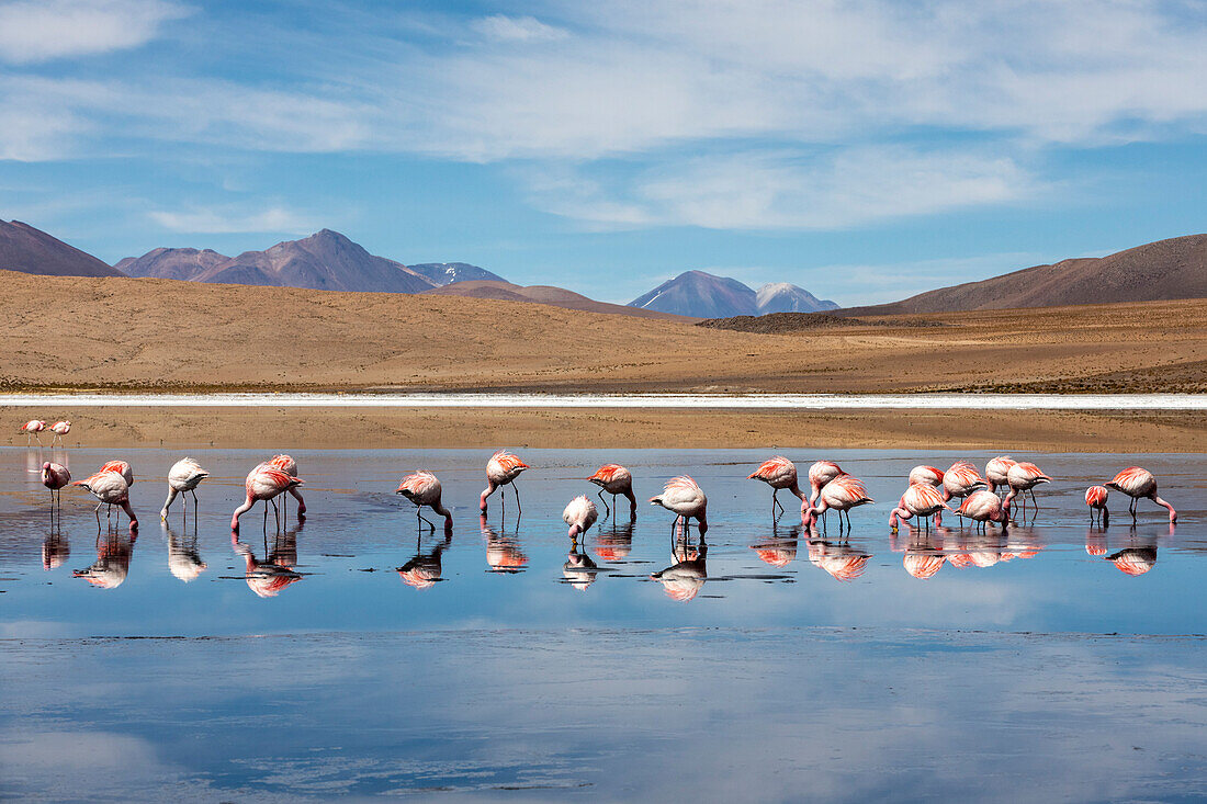 Flamingos füttern in Laguna Canapa, einem endorheischen Salzsee im Altiplano, Departement Potosi, Bolivien, Südamerika