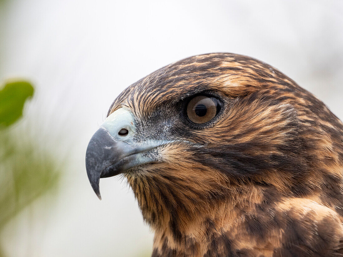 Ein jugendlicher Galapagos-Falke (Buteo galapagoensis), Insel Rabida, Galapagos, Ecuador, Südamerika