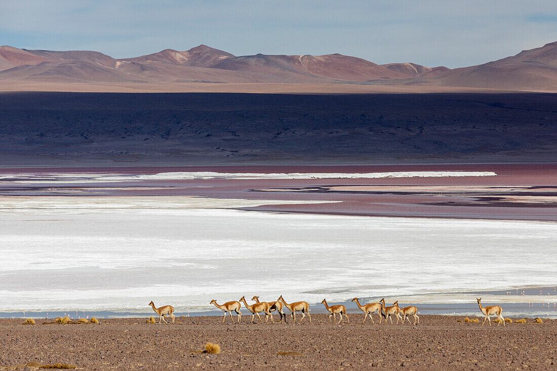 Eine Herde von Vikunjas (Lama vicugna) im Altiplano der hohen Anden, Bolivien, Südamerika