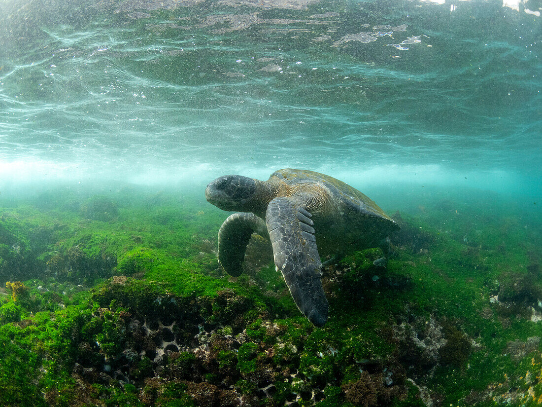 Eine erwachsene grüne Meeresschildkröte (Chelonia mydas), unter Wasser auf der Insel Fernandina, Galapagos, Ecuador, Südamerika
