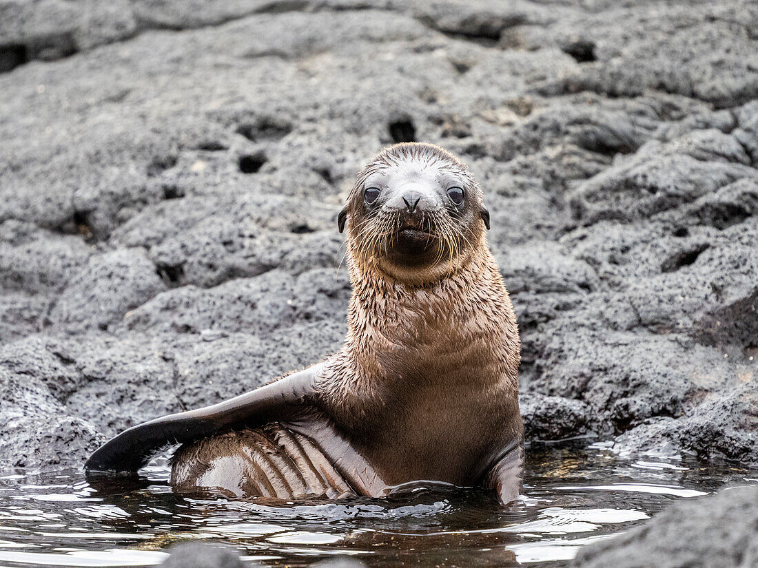 Galapagos sea lion (Zalophus wollebaeki), pup in Puerto Egas, Santiago Island, Galapagos, Ecuador, South America