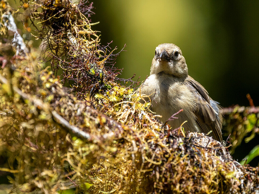 One of 18 species of Darwin's finches, in the Highlands, Santa Cruz Island, Galapagos, Ecuador, South America