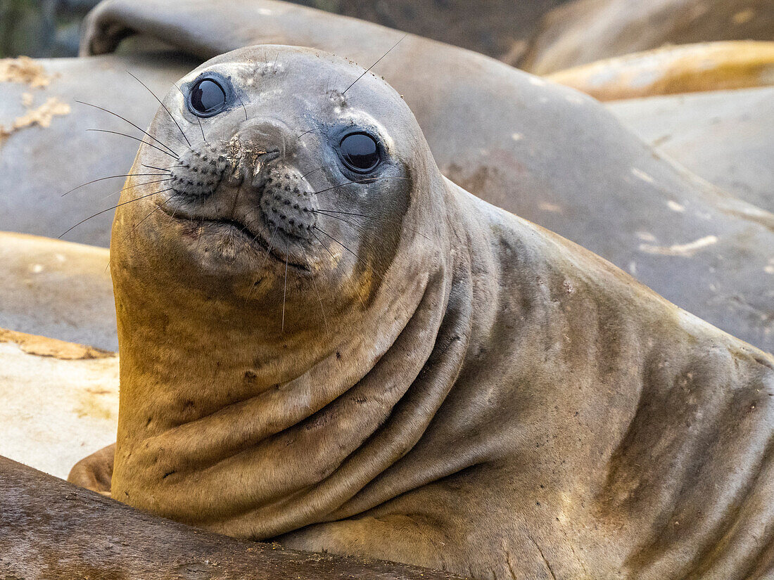 The face of a molting southern elephant seal (Mirounga leonina), on the beach on Snow Island, Antarctica, Polar Regions