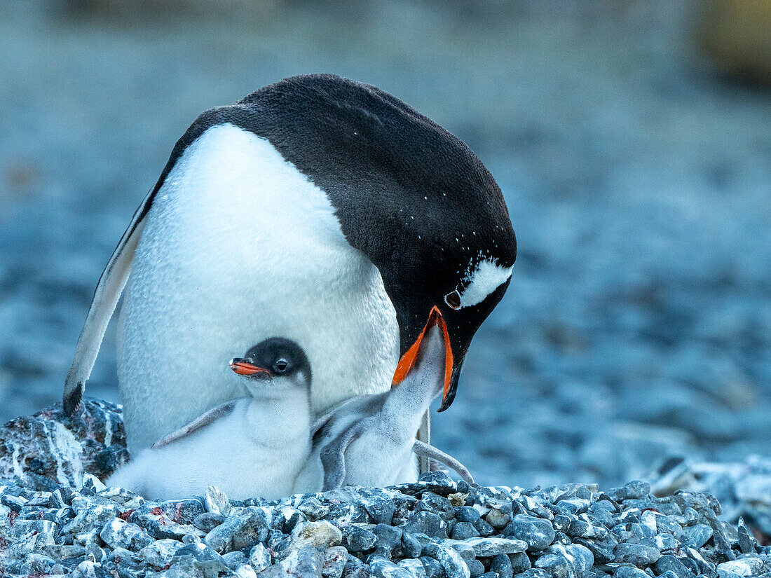 An adult gentoo penguin (Pygoscelis papua), feeding a chick at Brown Bluff, Antarctic Sound, Antarctica, Polar Regions