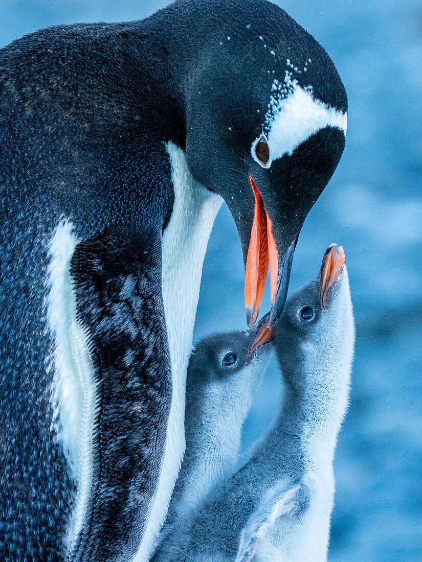 Ein erwachsener Eselspinguin (Pygoscelis Papua), mit Küken in Brown Bluff, Antarktis-Sund, Antarktis, Polarregionen