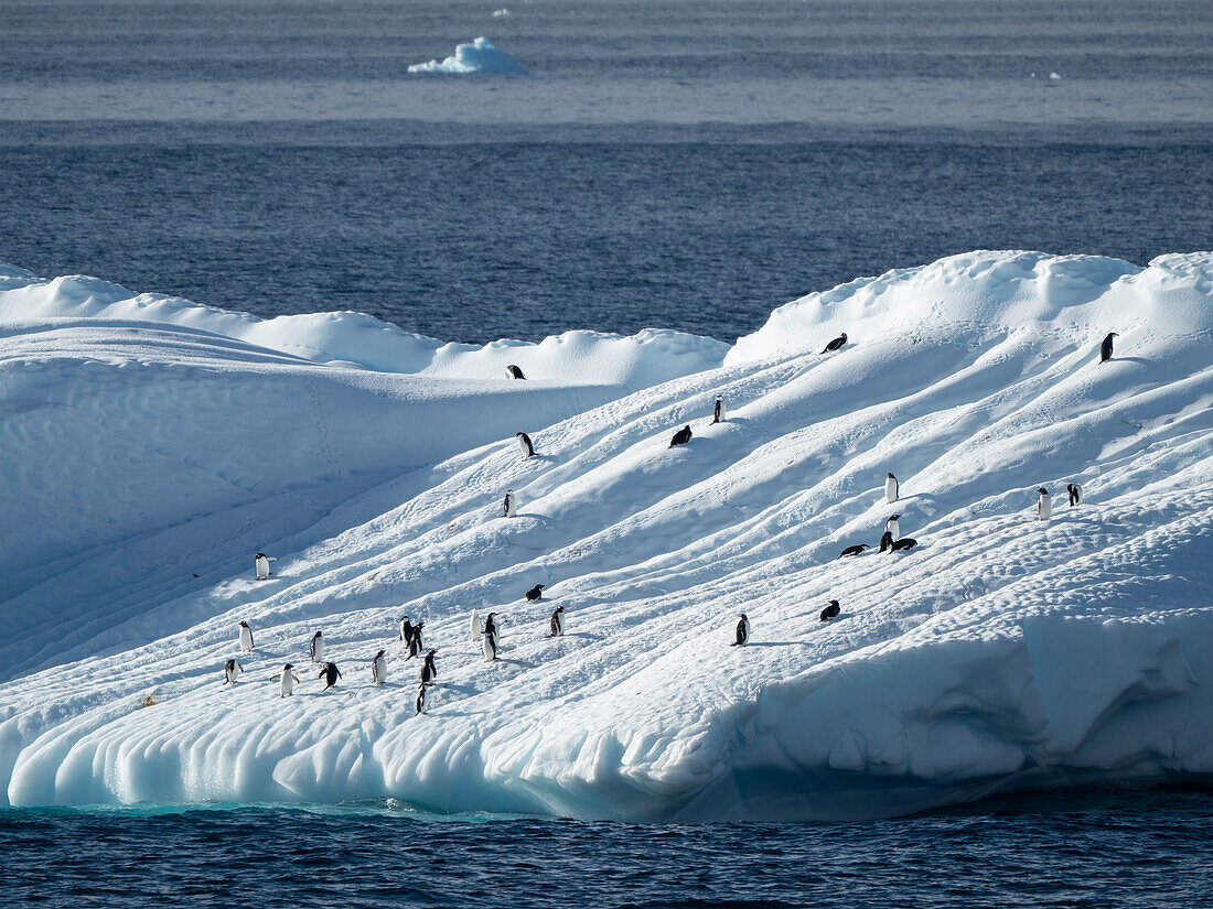 Pinguine auf einem Eisberg in der Nähe von Brown Bluff, Weddellmeer, Antarktis, Polarregionen