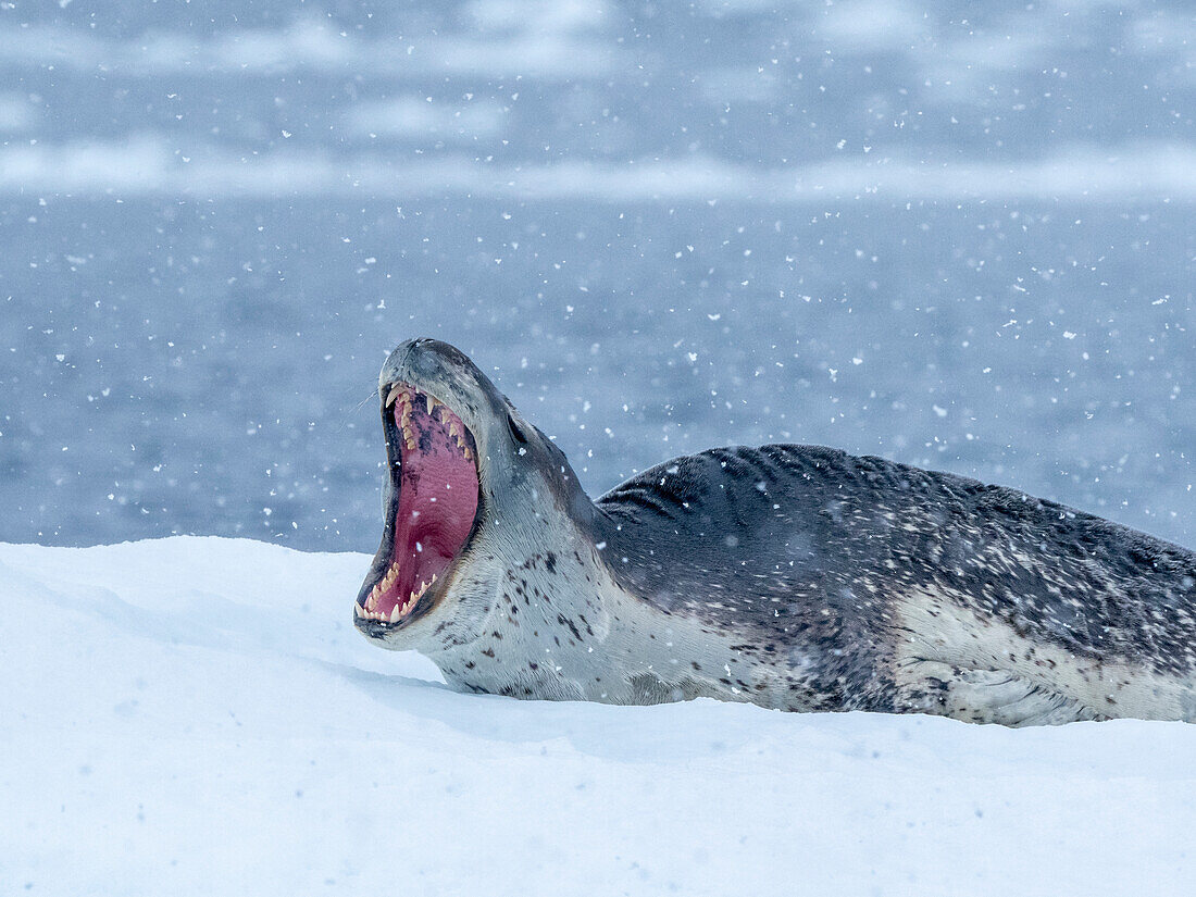 Ein großer erwachsener Seeleopard (Hydrurga Leptonyx), der auf Meereis in der Nähe von Brabant Island, Antarktis, Polarregionen, herausgezogen wurde