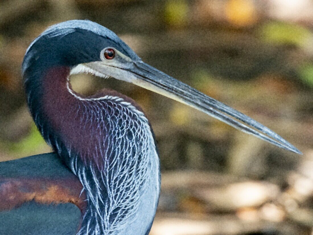 Agami heron (Agamia agami), Rio Pixaim, Mato Grosso, Pantanal, Brazil, South America