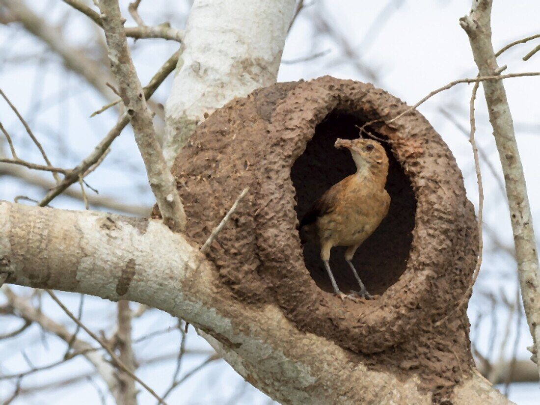 Erwachsener roter Ofenvogel (Furnarius rufus), der ein Nest in einem Baum baut, Rio Pixaim, Mata Grosso, Pantanal, Brasilien, Südamerika