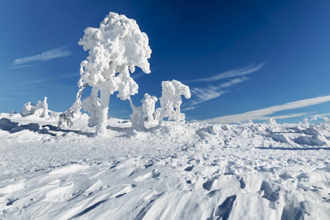 Hornisgrinde mountain in winter, Black Forest, Baden Wurttemberg, Germany, Europe