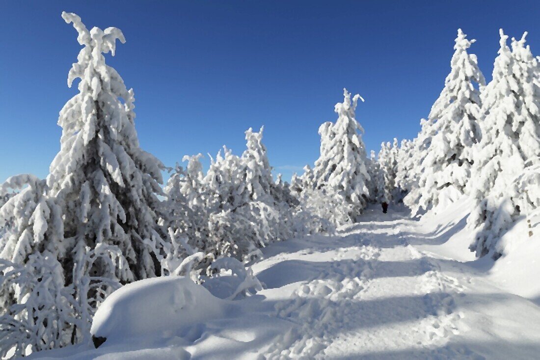 Wanderweg im Winter, Berg Hornisgrinde, Schwarzwald, Baden-Württemberg, Deutschland, Europa