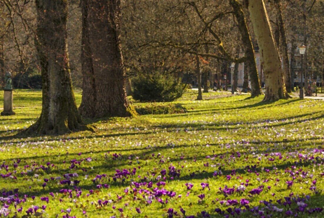 Crocus flowers blossom at Lichtentaler Allee alley, Baden-Baden, Black Forest, Baden-Wurttemberg, Germany, Europe