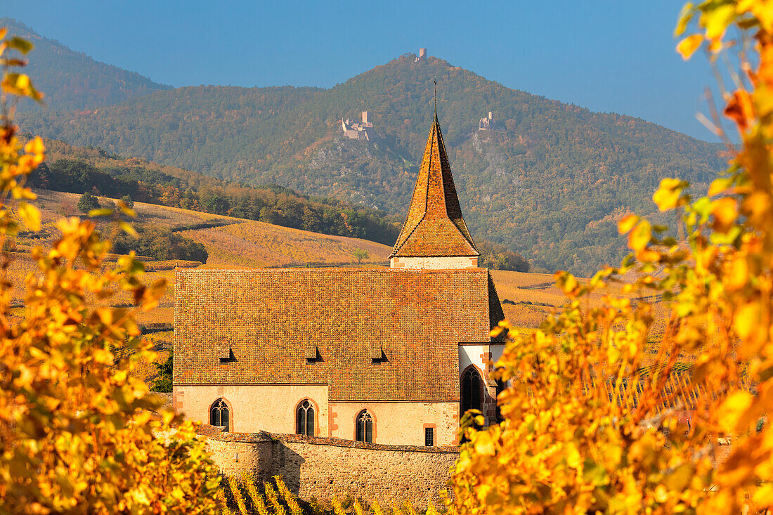 Wehrkirche Saint Jacques, Hunawihr, Elsass, Elsässische Weinstraße, Haut-Rhin, Frankreich, Europa