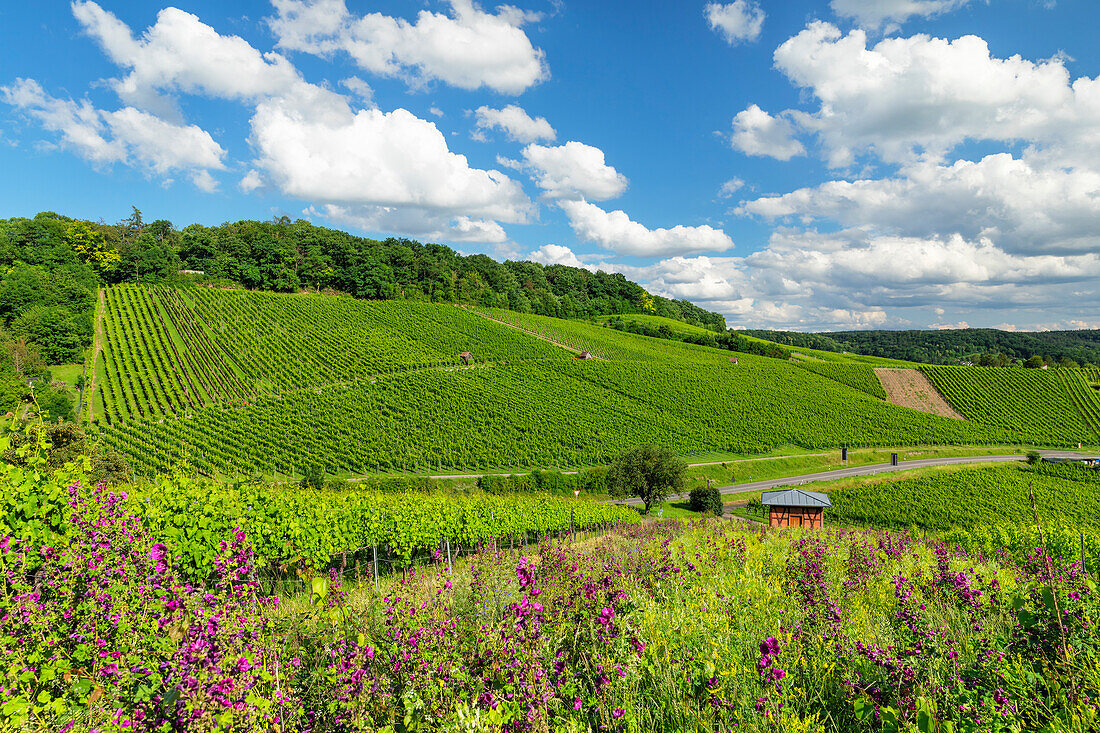 Vineyards at Galgenberg Mountain, Heilbronn, Baden-Wurttemberg, Germany, Europe