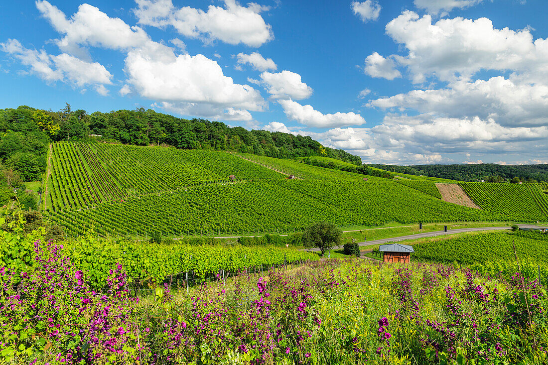 Weinberge am Galgenberg, Heilbronn, Baden-Württemberg, Deutschland, Europa