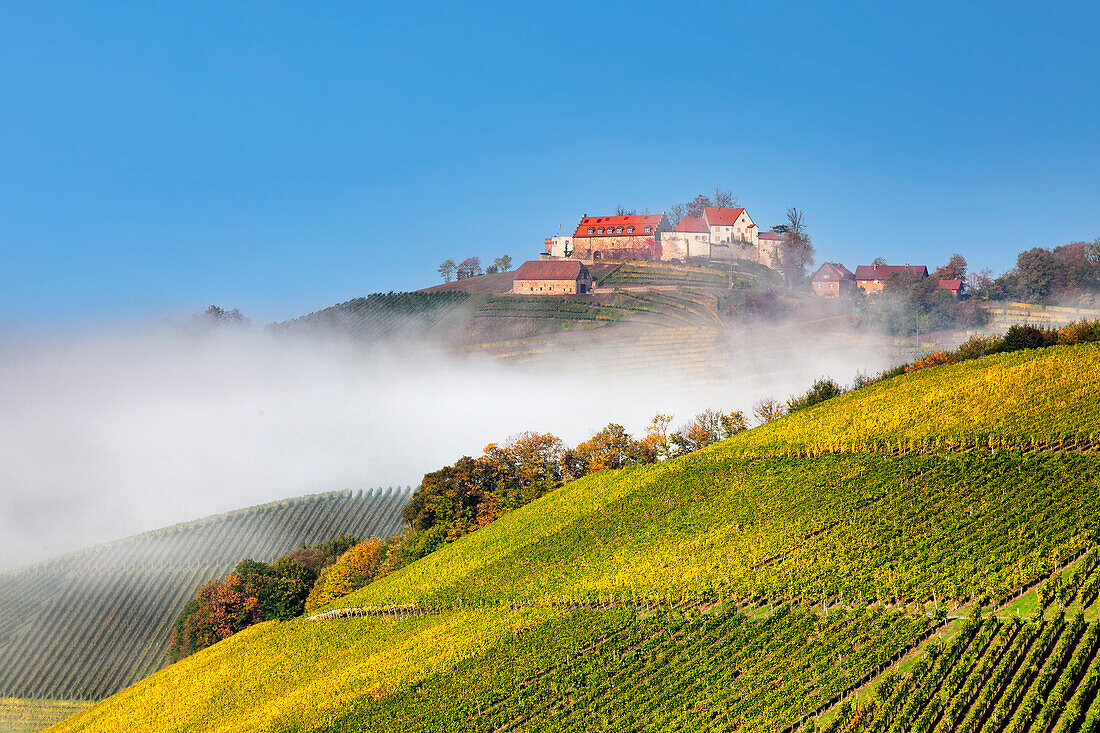 Schloss Staufenberg Castle, Durbach, Black Forest, Baden-Wurttemberg, Germany, Europe