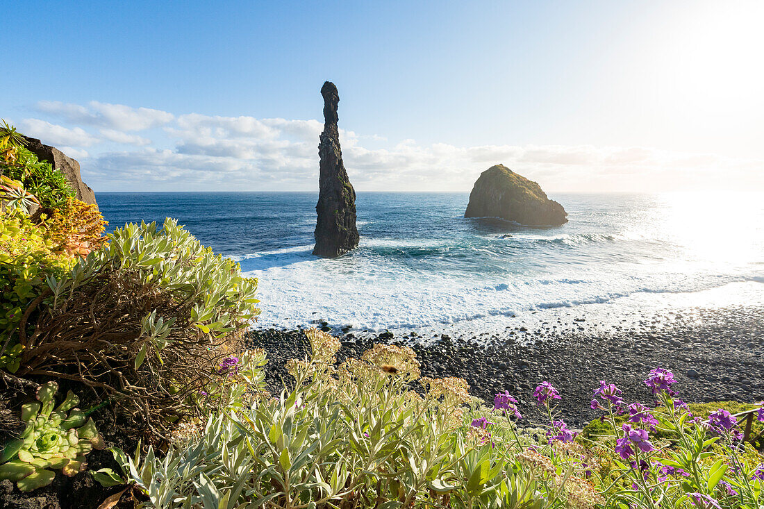 Flowering plants framing the sea stack rocks of Ilheus da Rib and Ribeira da Janela, Porto Moniz, Madeira island, Portugal, Atlantic, Europe