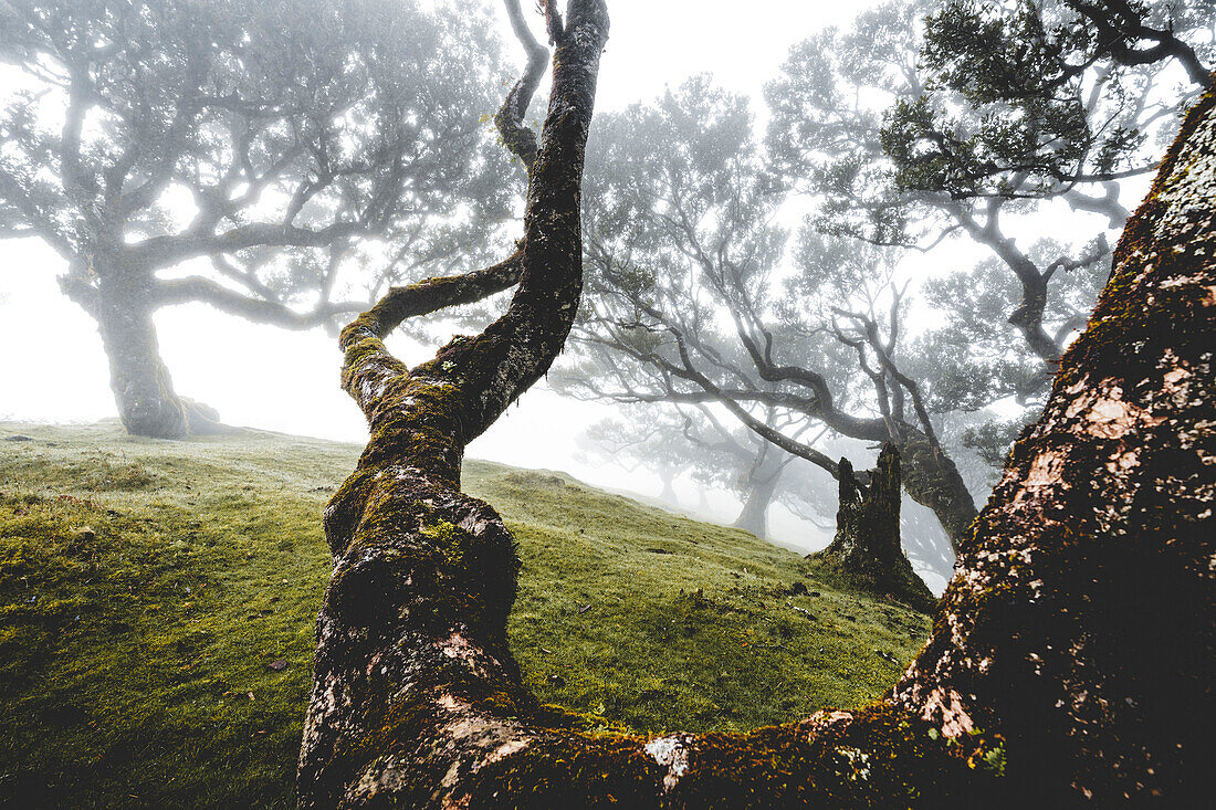 Alten Lorbeerwald im Nebel, Fanal, Insel Madeira, Portugal, Atlantik, Europa