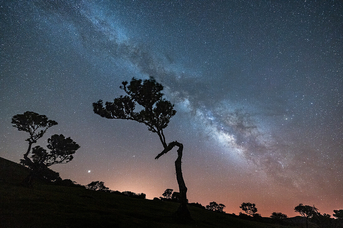 Milchstraße auf Baumsilhouetten im Wald von Fanal, Insel Madeira, Portugal, Atlantik, Europa