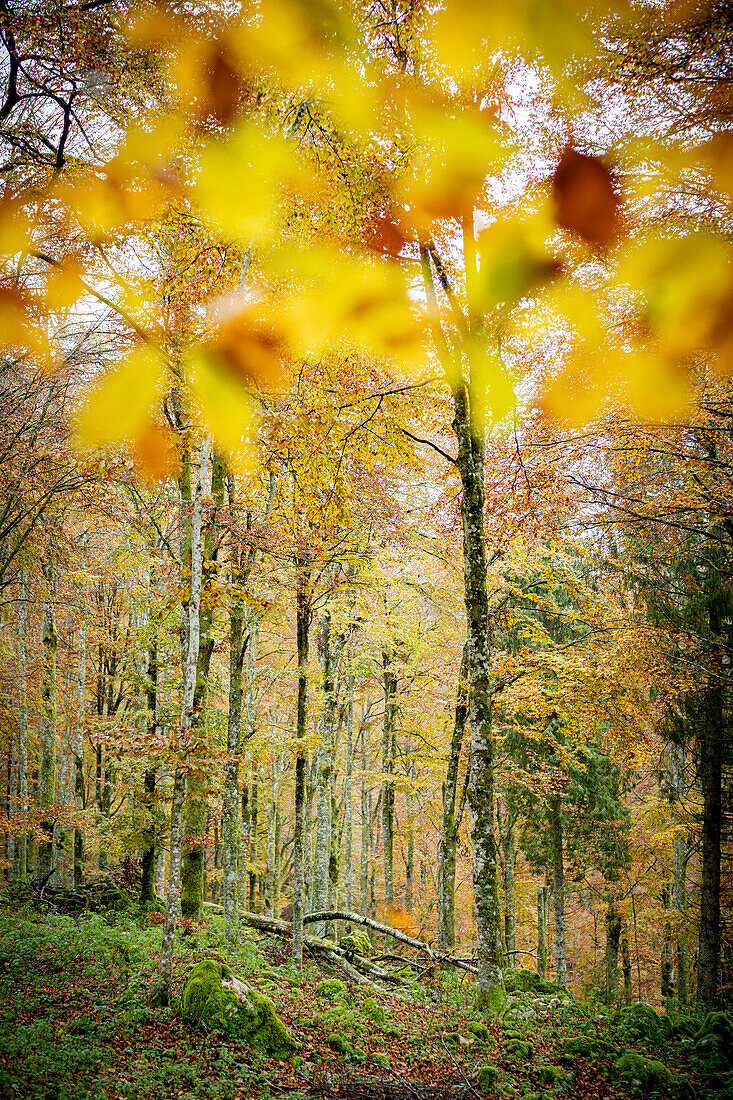 Autumn colors in the lush forest of Cansiglio, Treviso province, Veneto, Italy, Europe