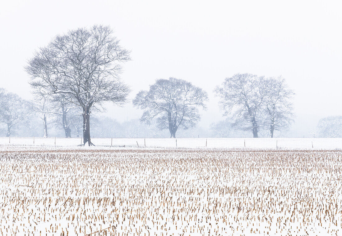 Trees in the field, Darlands Nature Reserve, Borough of Barnet, London, England, United Kingdom, Europe