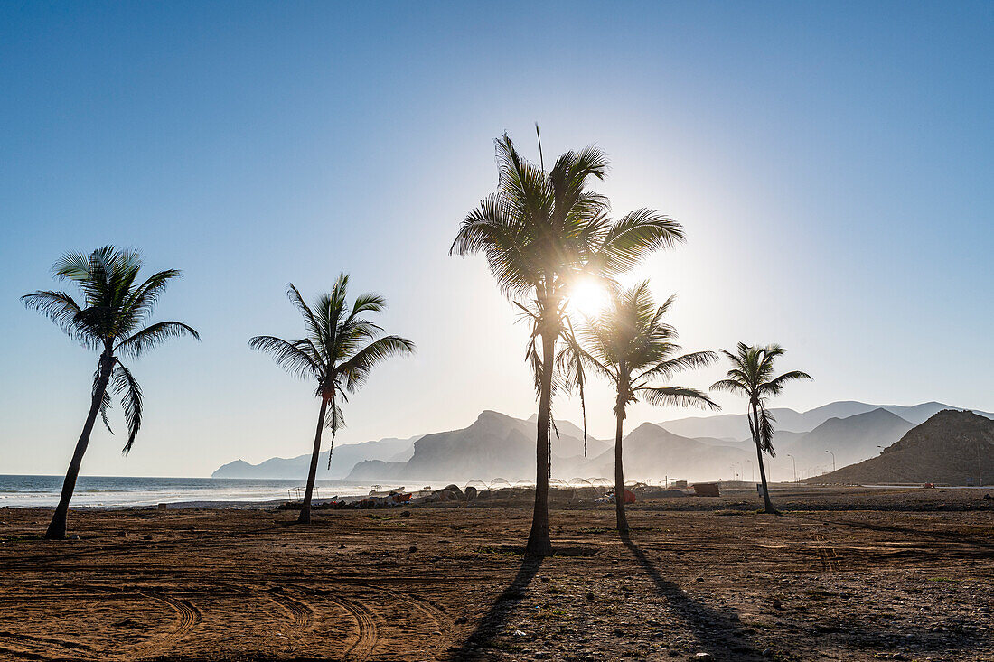 Palmen im Gegenlicht am Strand von Mughsail, Salalah, Oman, Naher Osten