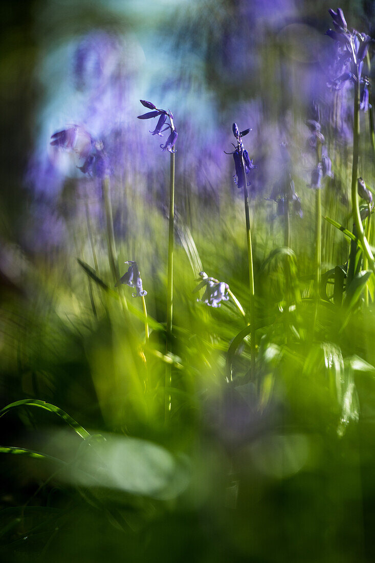 Glockenblumen in einem Bluebell-Wald in Oxfordshire, England, Vereinigtes Königreich, Europa