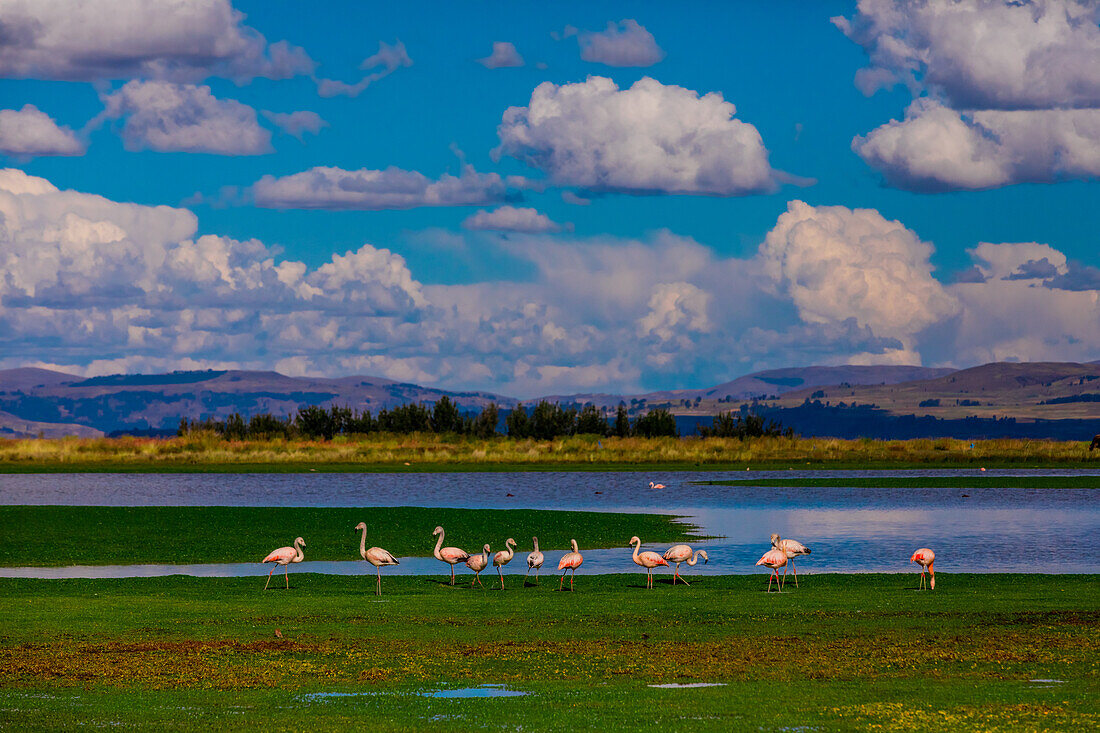 Flamingos grasen am See, Ayacucho, Peru, Südamerika