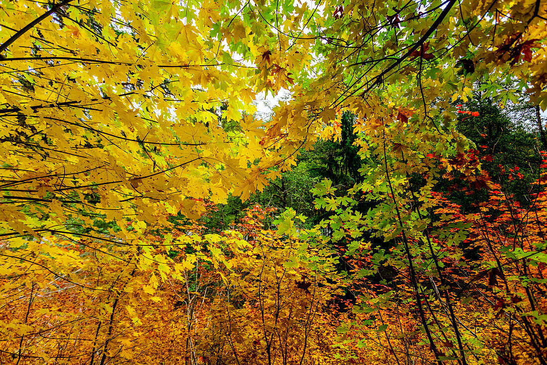 Fall colors in Mount Rainier National Park, Washington State, United States of America, North America