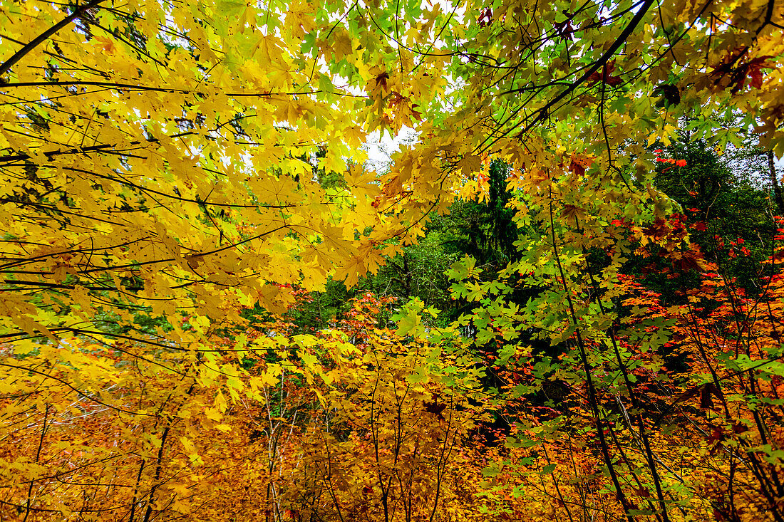 Herbstfarben im Mount Rainier National Park, Washington State, Vereinigte Staaten von Amerika, Nordamerika