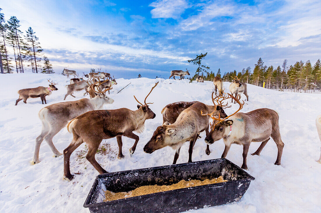 Rentiere in der wunderschönen verschneiten Landschaft von Jorn, Schweden, Skandinavien, Europa hüten