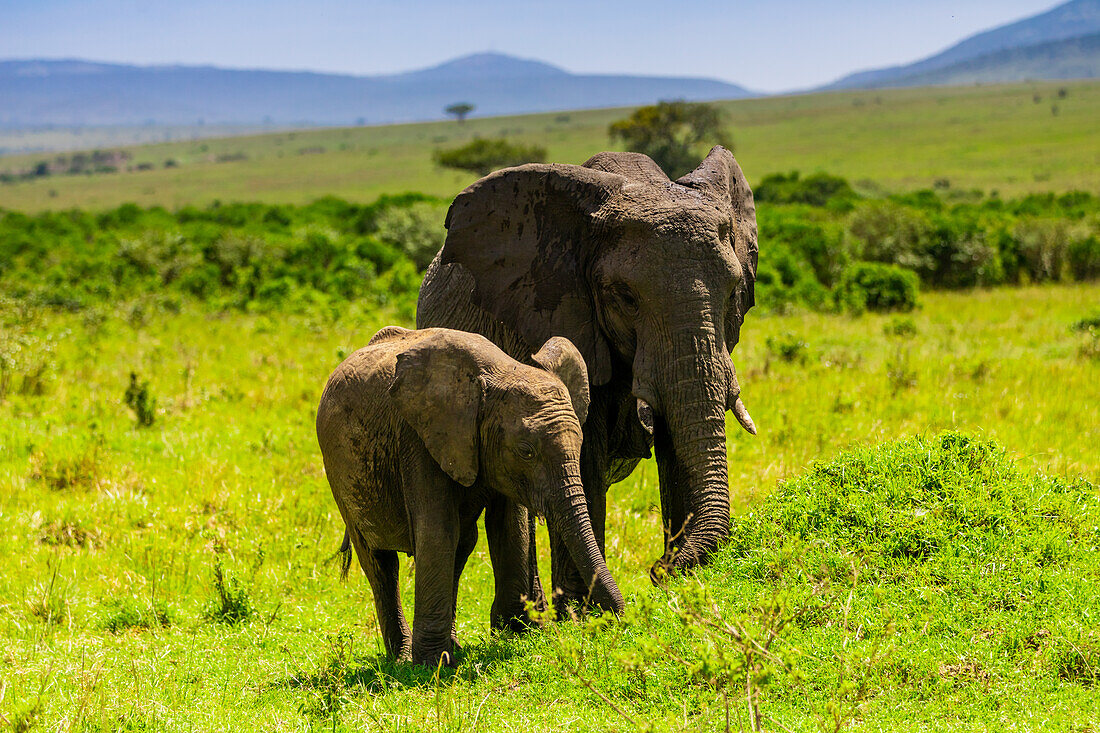 Elephants seen on a Safari in the Maasai Mara National Reserve, Kenya, East Africa, Africa