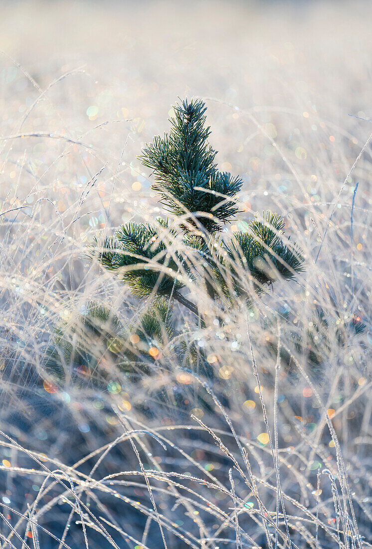 A young pine tree and frozen grass at Strensall Common Nature Reserve in mid-winter, North Yorkshire, England, United Kingdom, Europe