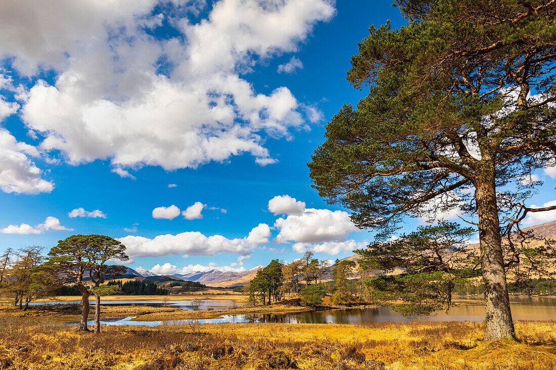 Waldkiefern am Ufer des Loch Tulla, Argyll and Bute, Schottisches Hochland, Schottland, Vereinigtes Königreich, Europa