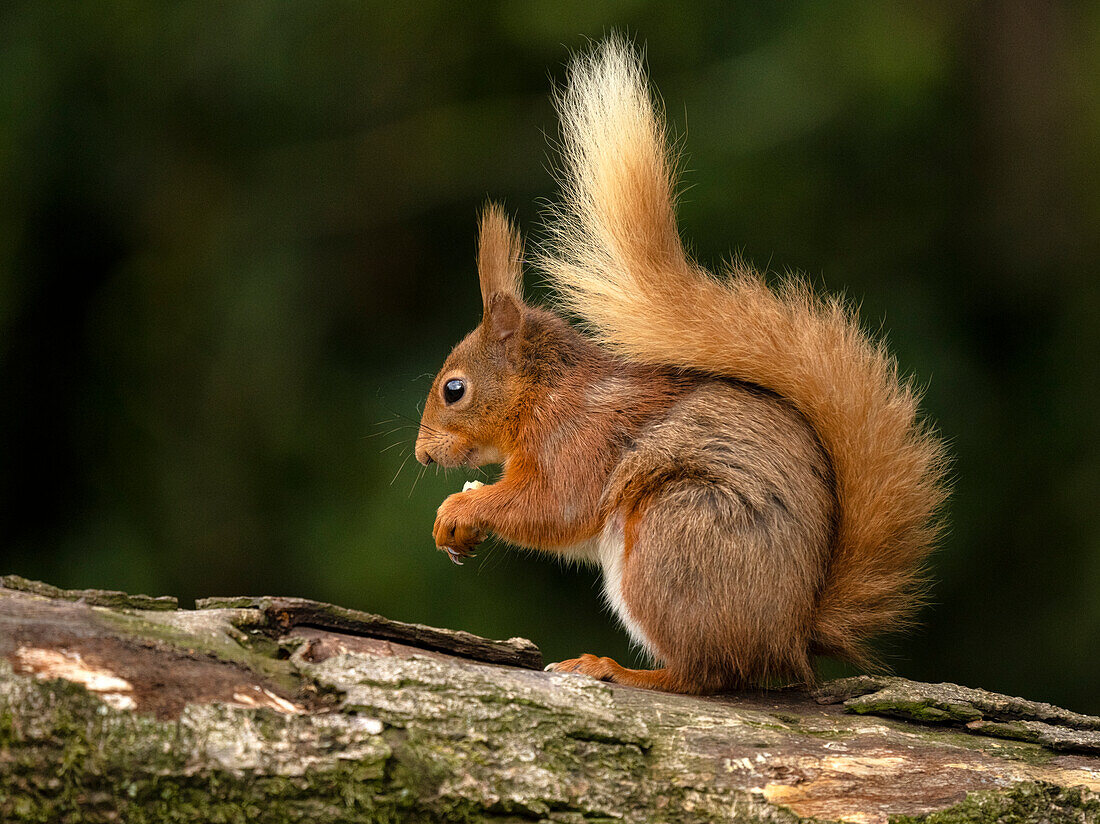 Eichhörnchen, County Laois, Leinster, Republik Irland, Europa