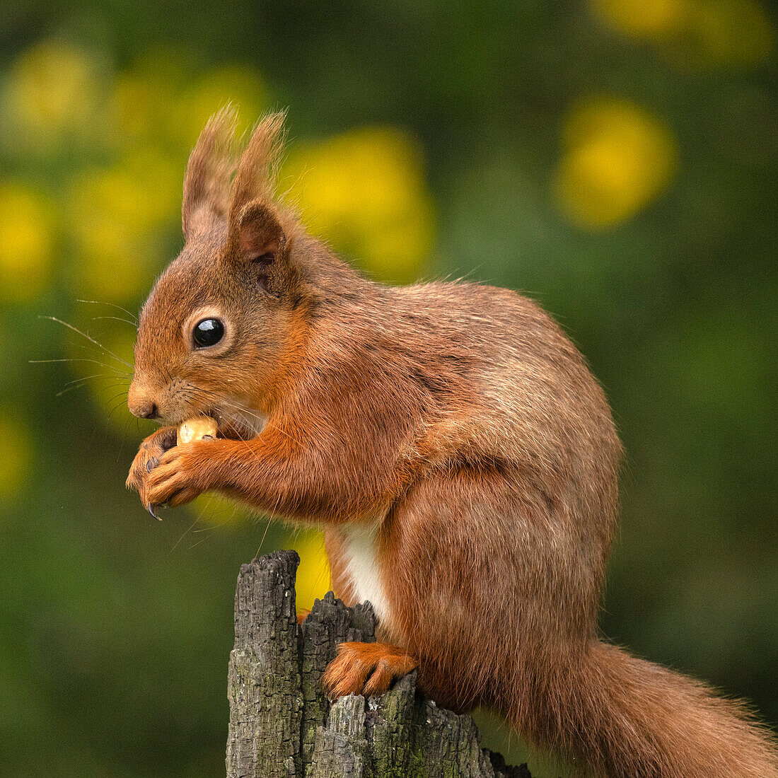 Red Squirrel, County Laois, Leinster, Republic of Ireland, Europe
