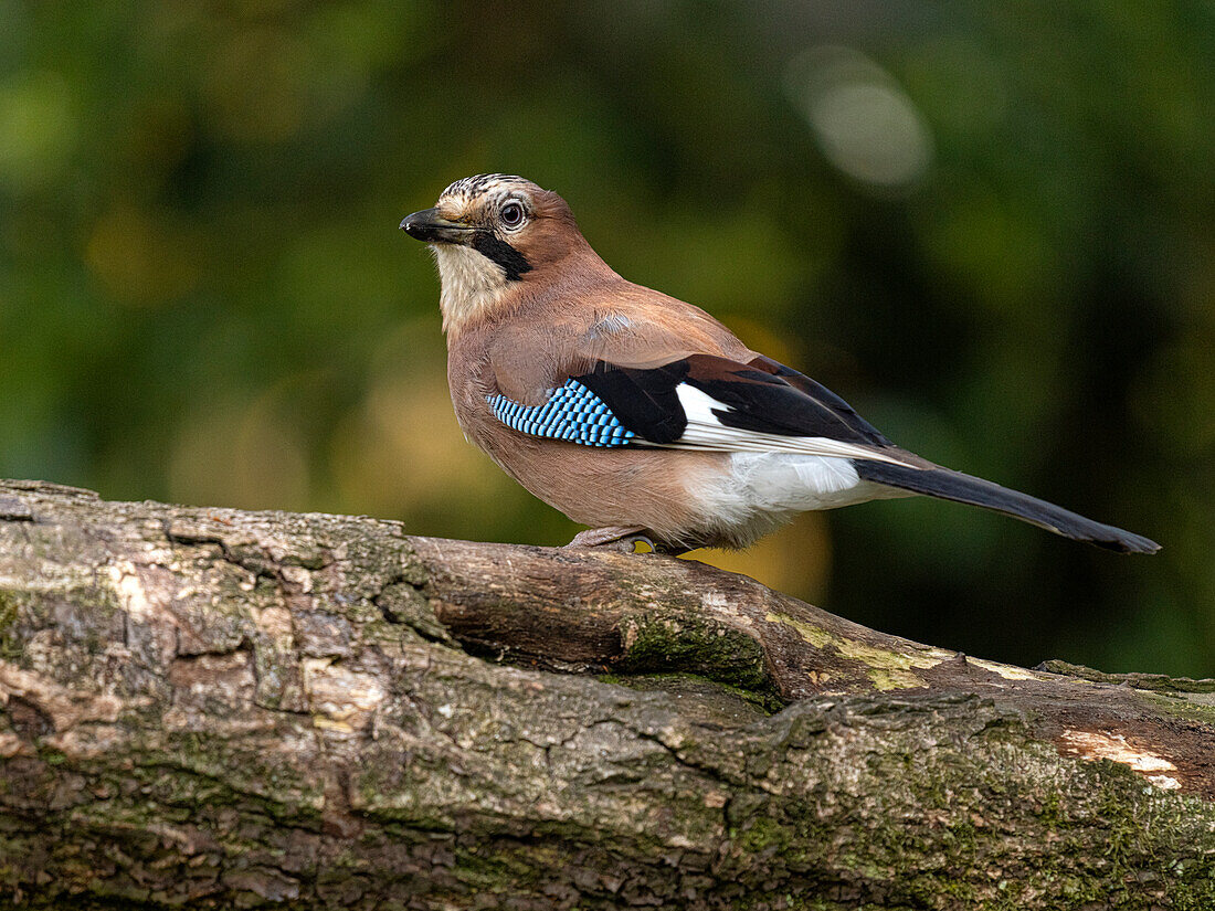 Jay, County Laois, Leinster, Republic of Ireland, Europe