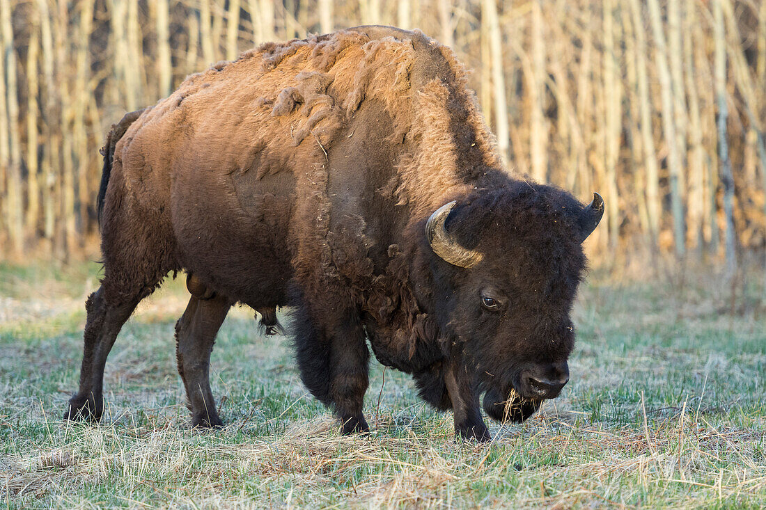 Plains Bison shedding winter fur in Spring, Elk Island National Park, Alberta, Canada, North America