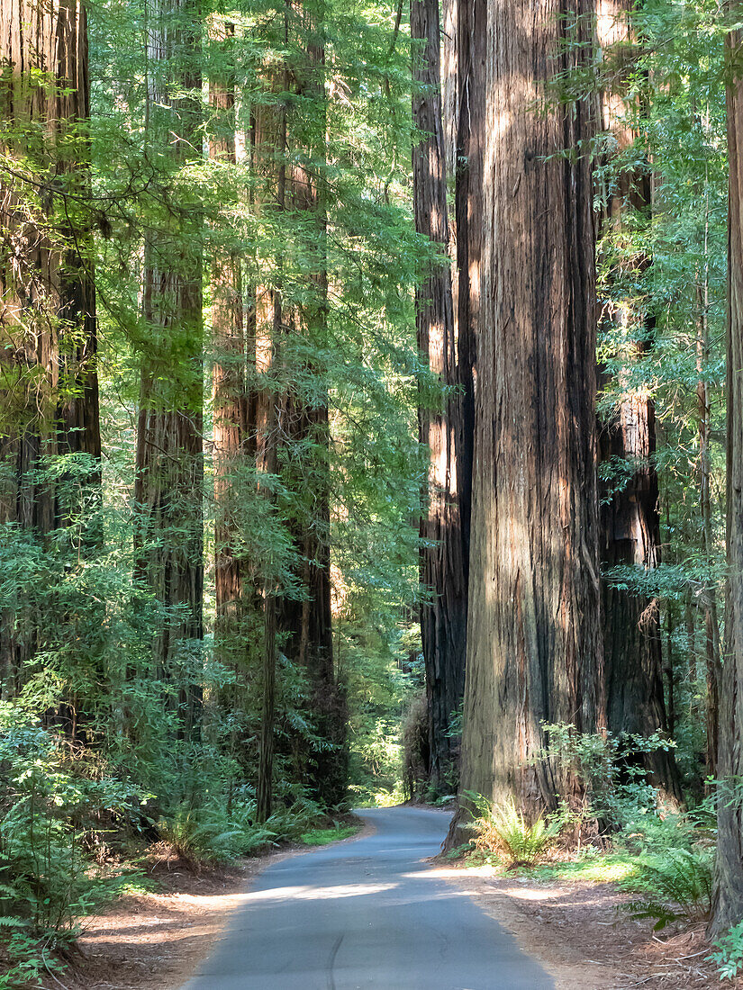 Road through the redwoods, Avenue of Giants, Humboldt Redwoods State Park, California, United States of America, North America