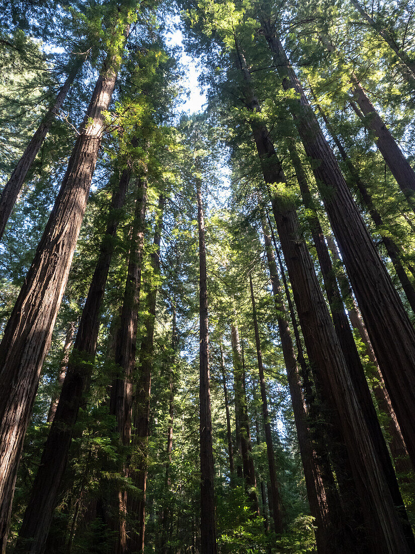 Looking up through the redwoods, Avenue of Giants, Humboldt Redwoods State Park, California, United States of America, North America