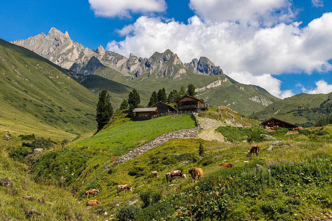 Kühe und Berghütte im Sommer, Ahrntal, Dolomiten, Südtirol, Italien, Europa